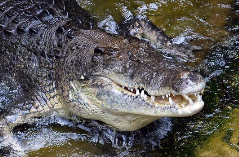 Pria di Sultra Menyelamatkan Adiknya Dari Gigitan Buaya