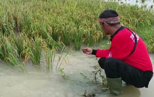 Total 4794 Hektar Sawah di Pandeglang Terkena banjir